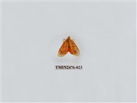 藏品(華麗美苔蛾)的圖片